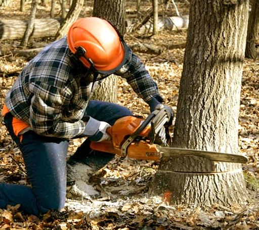 Tree Removal in Bourg, LA